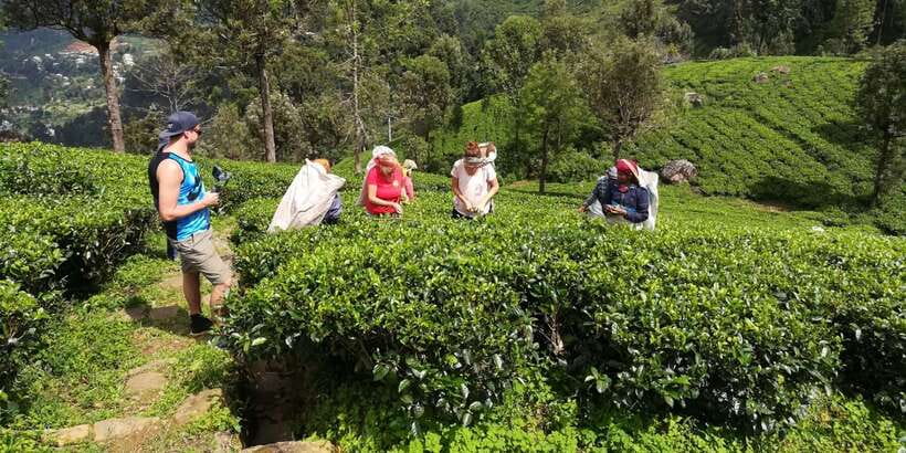 Tuk-Tuk Safari Liptons seat,Tea Fields Hike,TeaFactory Tour - Why this day works well from Ella