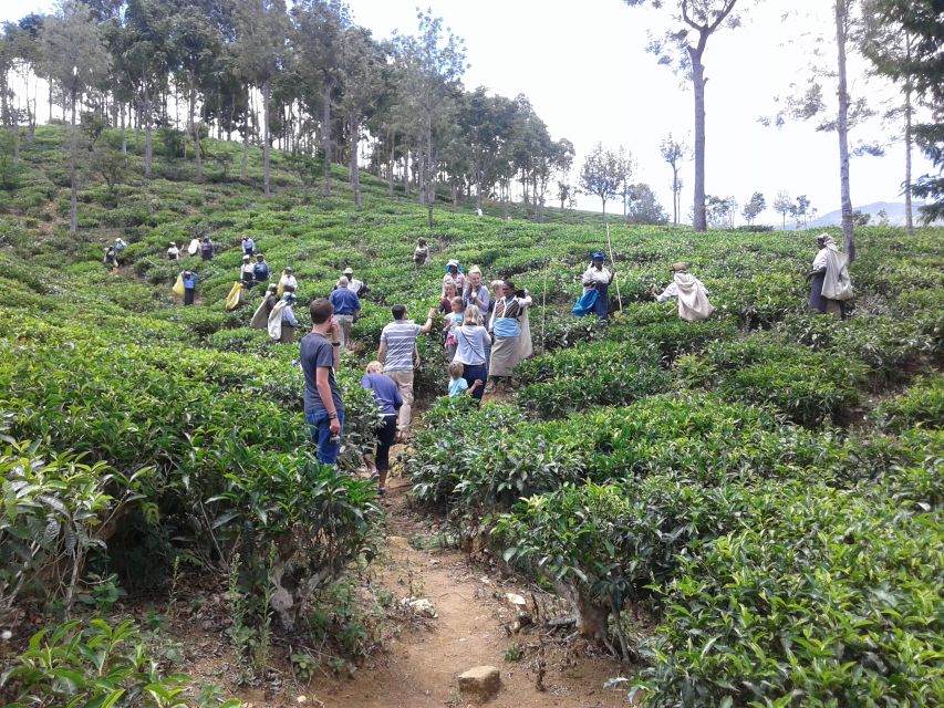 Tuk-Tuk Safari Liptons seat,Tea Fields Hike,TeaFactory Tour - Is $60 good value for seven hours?