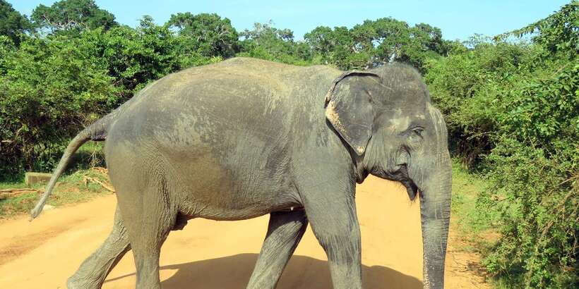 Udawalawa National Park - 4<em>4 Private Safari Jeep Tour – Key points before you book’ /></p>
<ul>
<li><strong>More than 600 elephants:</strong> Udawalawe is known for its large elephant population, giving you one of Sri Lanka’s better chances to see herds in natural surroundings.</li>
<li><strong>Private jeep, not a shared ride:</strong> You can ask the driver to pause for photographs or spend more time at a sighting that matters to you.</li>
<li><strong>Three hours inside the park:</strong> The tour is short enough to fit into a busy route, but wildlife sightings depend on luck and timing.</li>
<li><strong>English-speaking guide:</strong> An experienced guide accompanies the drive and helps you identify animals and birds.</li>
<li><strong>Pickup and drop-off included:</strong> You can arrange collection from your hotel or the town area around Udawalawe.</li>
<li><strong>Budget price with a large extra cost:</strong> The $19 tour charge looks low, but the separate park fee is about $36.</li>
</ul>
<h2 id="why-udawalawe-works-so-well-for-a-short-safari">Why Udawalawe works so well for a short safari</h2>
<p><img width="820" height="410" decoding="async" src=