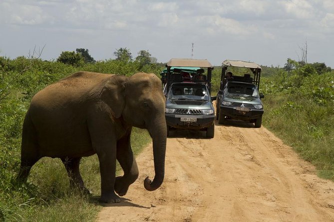 UDAWALAWA National Park ALL INCLUSIVE Tour with PICK UP INCLUDED - Choosing between a morning, afternoon, and full-day drive