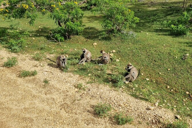Udawalawa National Park Day Tour - Asya Tours and the personal service factor