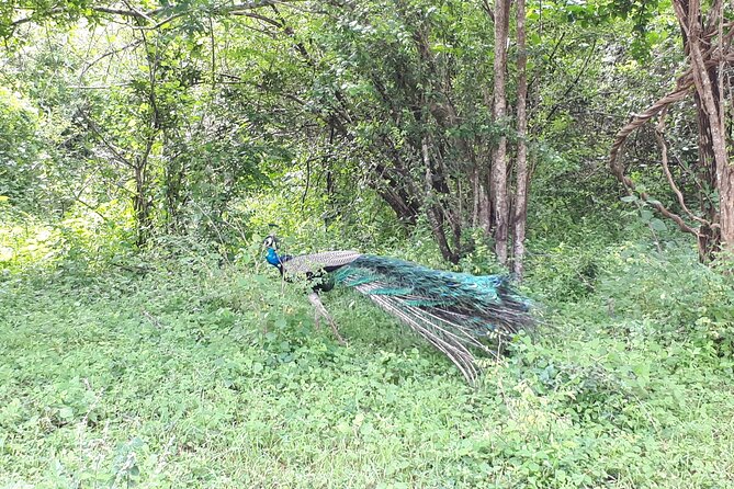 Udawalawa National Park Day Tour - Booking, cancellation, and weather details