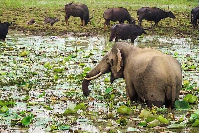 Udawalawa National Park Day Tour - Six hours among elephants in the national park