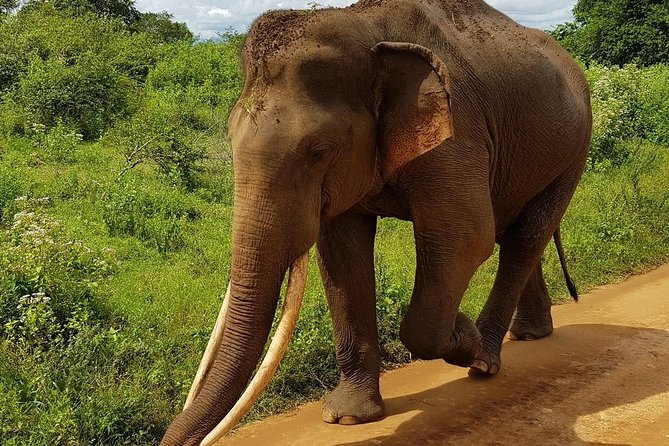 Udawalawa National Park half day Safari - Who should book this experience?