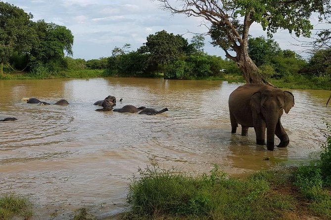Udawalawa National Park half day Safari - Booking, cancellation, and practical planning