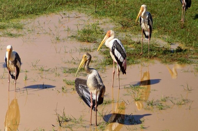 Udawalawa National Park half day Safari - The private vehicle and why it matters