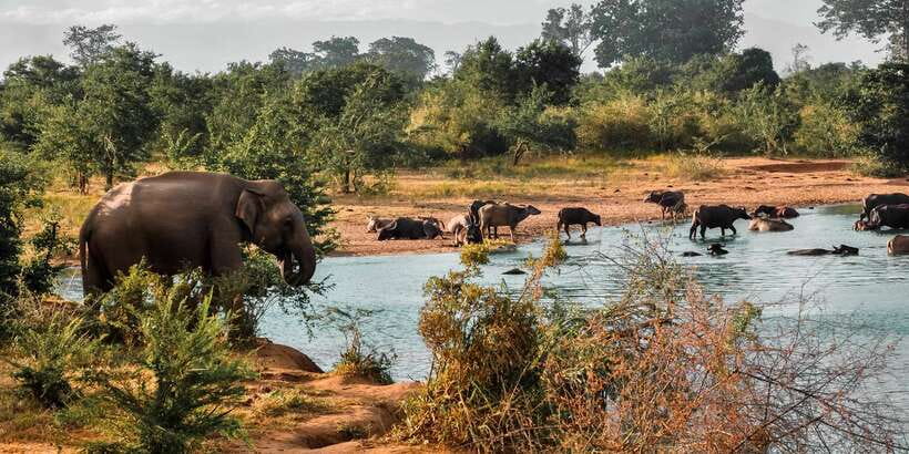 Udawalawa National Park: Private Safari - Key points to know before you go