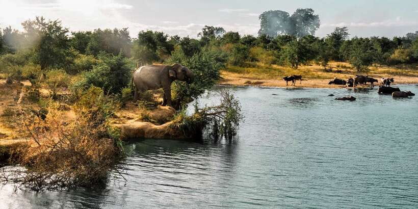Udawalawa National Park: Private Safari - The wildlife you might see beyond elephants
