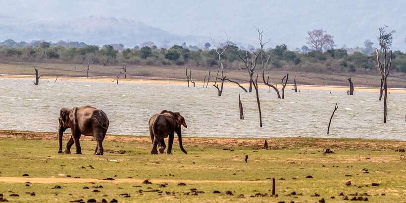 Udawalawa National Park: Private Safari - Why your guide can make or break the outing