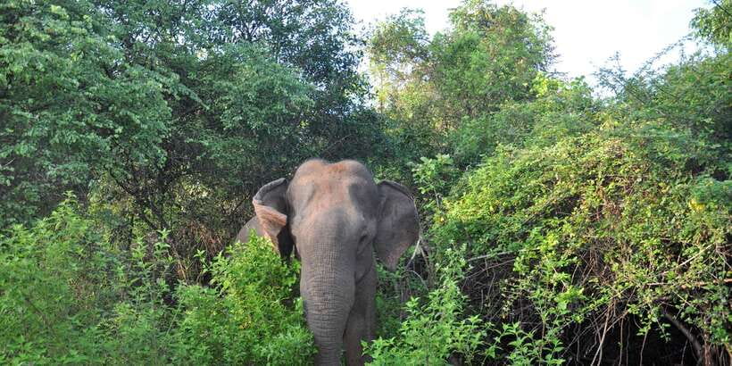 Udawalawa National Park: Private Safari - Morning or afternoon, and what to bring