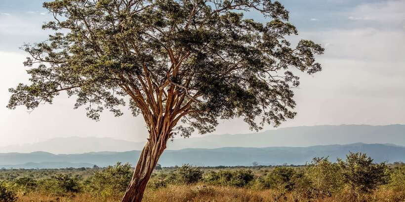 Udawalawa National Park: Private Safari - How this compares with a more crowded safari