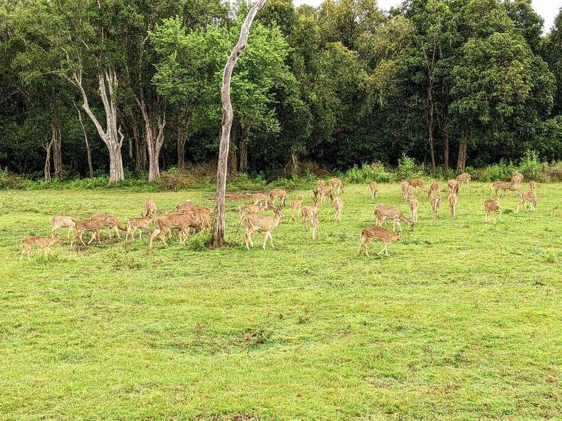 Udawalawa National Park Safari & Elephant Transit Home Tour - The guide matters more than the jeep