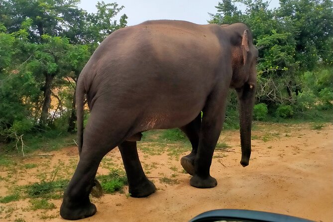 Udawalawa National Park Safari trip from Hikkaduwa/Galle/Weligama - What the private format really gives you