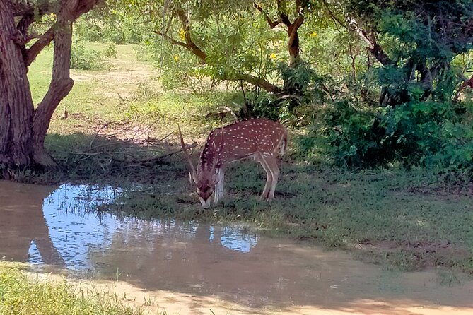 Udawalawa National Park Safari trip from Hikkaduwa/Galle/Weligama - Is $48 good value?