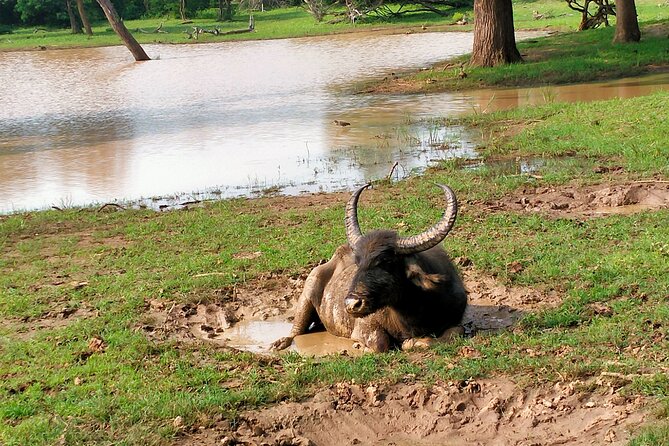Udawalawa National Park Safari trip from Hikkaduwa/Galle/Weligama - The booking detail I would not ignore