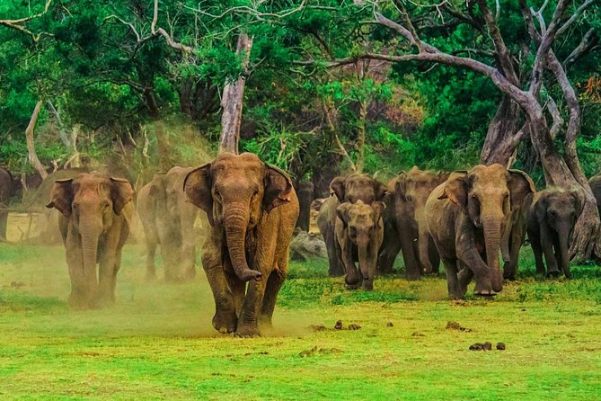 Udawalawa Safari Drive From Galle, Weligama, Mirissa & Dickwella - A simple packed breakfast during the drive