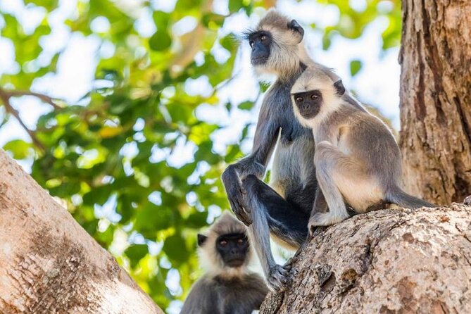 Udawalawa Safari Drive From Galle, Weligama, Mirissa & Dickwella - What the private format really gives you