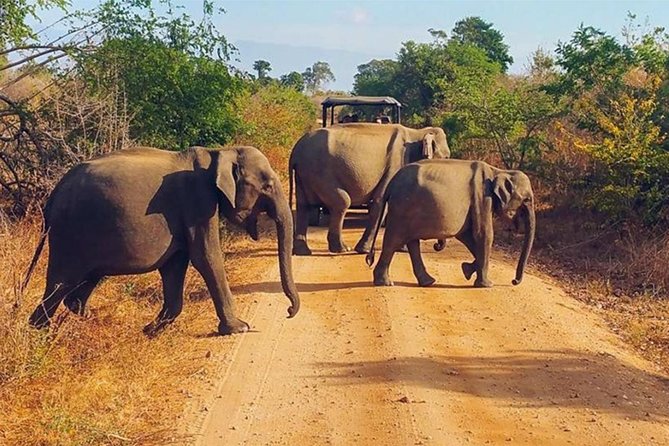 Udawalawa Safari Drive From Galle, Weligama, Mirissa & Dickwella - Is $80 per person good value?