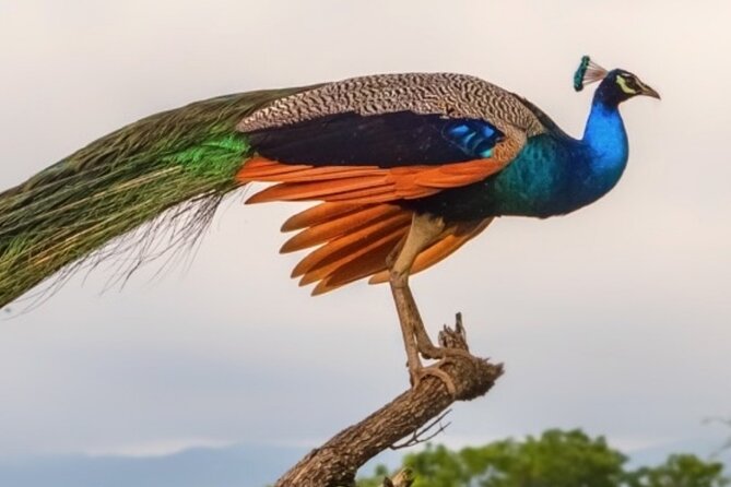 Udawalawa Safari Drive From Galle, Weligama, Mirissa & Dickwella - The return to your hotel