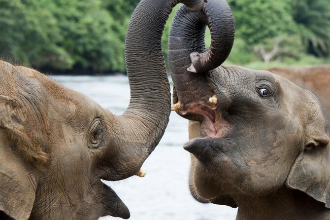 Udawalawa Safari Drive From Galle, Weligama, Mirissa & Dickwella - Who should book this Udawalawe safari?