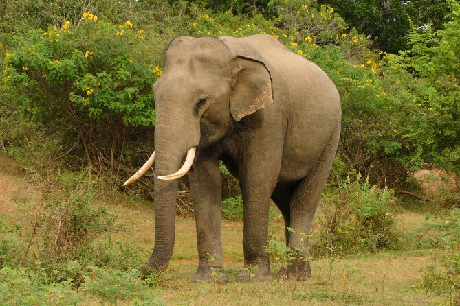 Udawalawa Safari & Elephants Orphanage Tour from Hambantota port - Guides, Driving, and Communication
