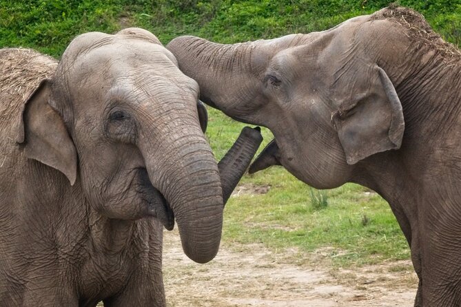 Udawalawa Safari & Elephants Orphanage Tour from Hambantota port - What the Safari Ride Feels Like