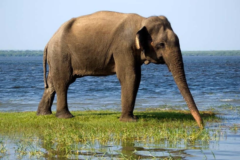 UDAWALAWA SAFARI TOUR from HAMBANTOTA PORT (Shore Excursion) - Leaving Hambantota Port without the usual hassle