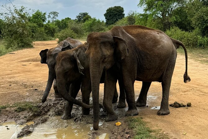 Udawalawa Wild Life Safari - Breakfast in the park makes the morning better
