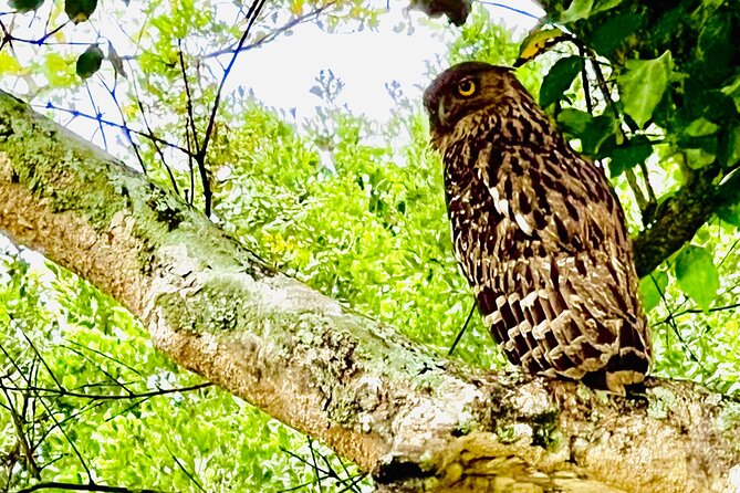 Udawalawa Wild Life Safari - What wildlife you might see