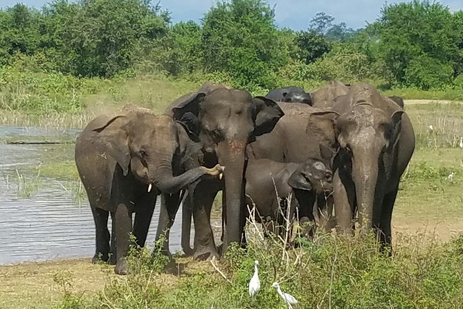 Udawalawe Elephant Safari: 3h Jeep Adventure (All Inclusive) - Why this safari works from Bentota