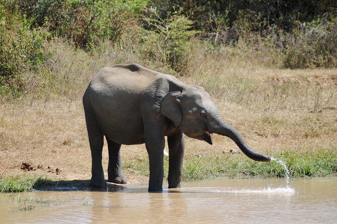 Udawalawe Elephant Safari: 3h Jeep Adventure (All Inclusive) - Three hours inside Udawalawe National Park