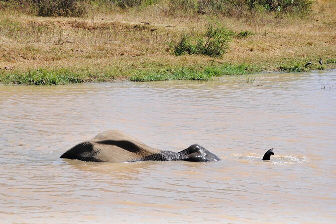 Udawalawe Elephant Safari: 3h Jeep Adventure (All Inclusive) - The guide and driver shape the day