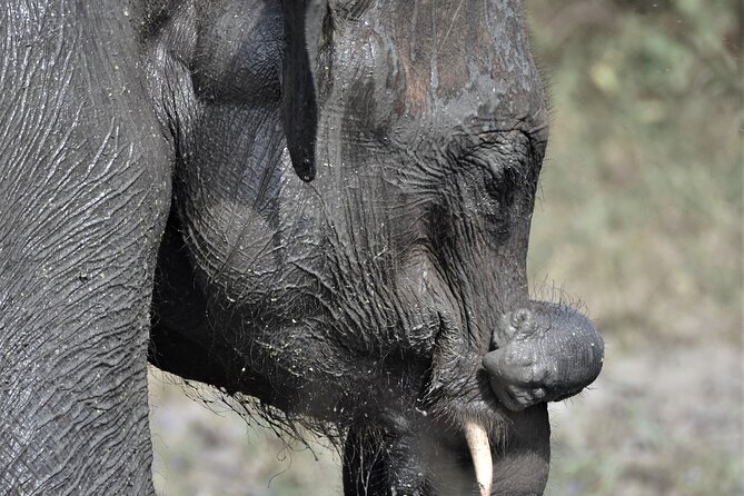 Udawalawe Elephant Safari: 3h Jeep Adventure (All Inclusive) - What the $172 price really covers