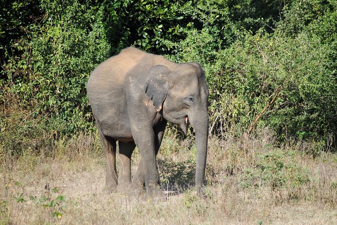 Udawalawe Elephant Safari: 3h Jeep Adventure (All Inclusive) - Comfort, timing, and who should book