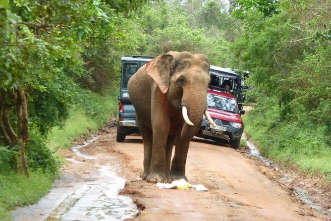 Udawalawe Elephant Safari: 3h Jeep Adventure (All Inclusive) - Small details that make a big difference