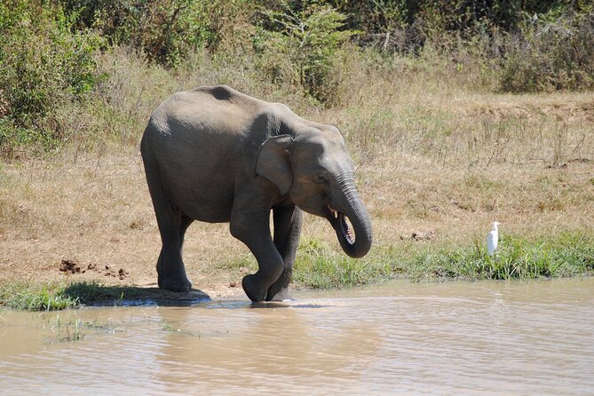 Udawalawe Elephant Safari: 3h Jeep Adventure (All Inclusive) - Should you book this Udawalawe safari?