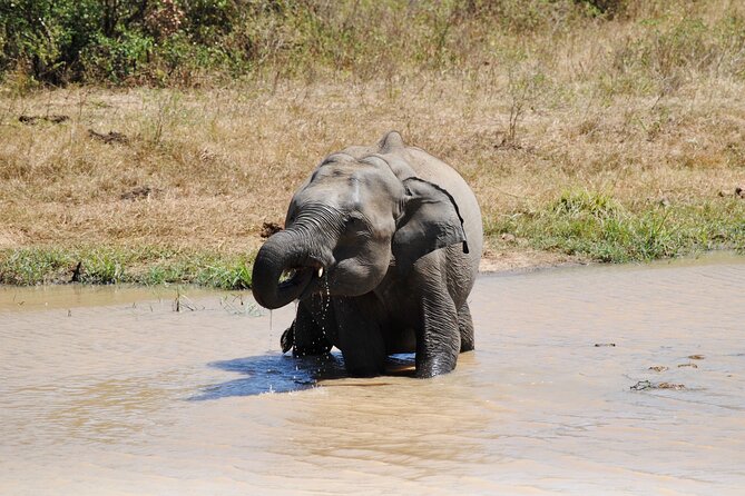 Udawalawe Elephant Safari: 3h Jeep Adventure (All Inclusive) - The Elephant Transit Home offers a conservation lesson