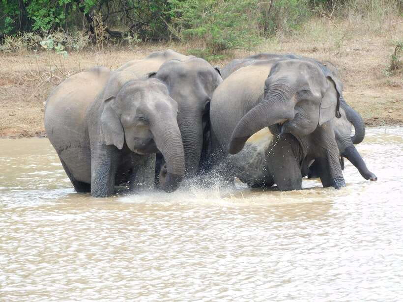 Udawalawe Elephants Safari Tour from Hambantota port - Key points to know before booking