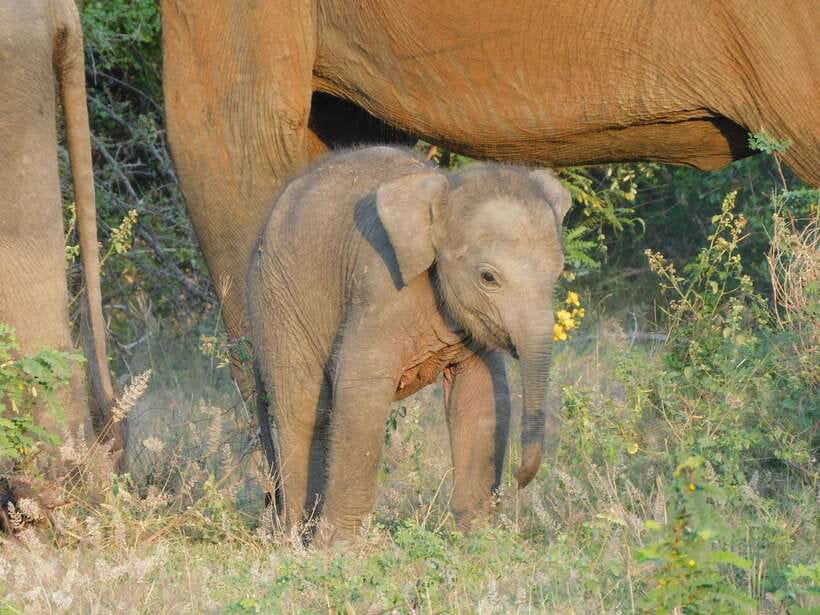 Udawalawe Elephants Safari Tour from Hambantota port - Why Udawalawe works well from Hambantota Port