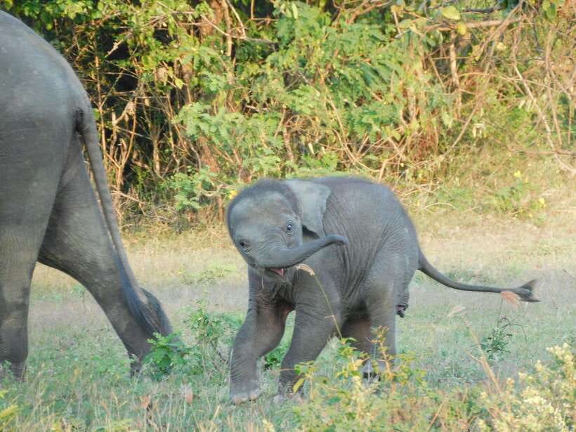 Udawalawe Elephants Safari Tour from Hambantota port - Six hours among Udawalawe’s elephants