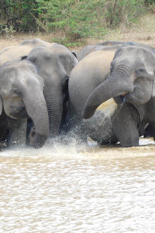 Udawalawe Elephants Safari Tour from Hambantota port - Who should book this safari?