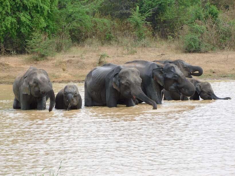 Udawalawe Elephants Safari Tour from Hambantota port - The drive to Udawalawe National Park