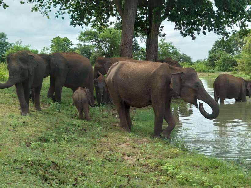 Udawalawe National Park: 4-Hour Safari Tour - Key points to know before you go