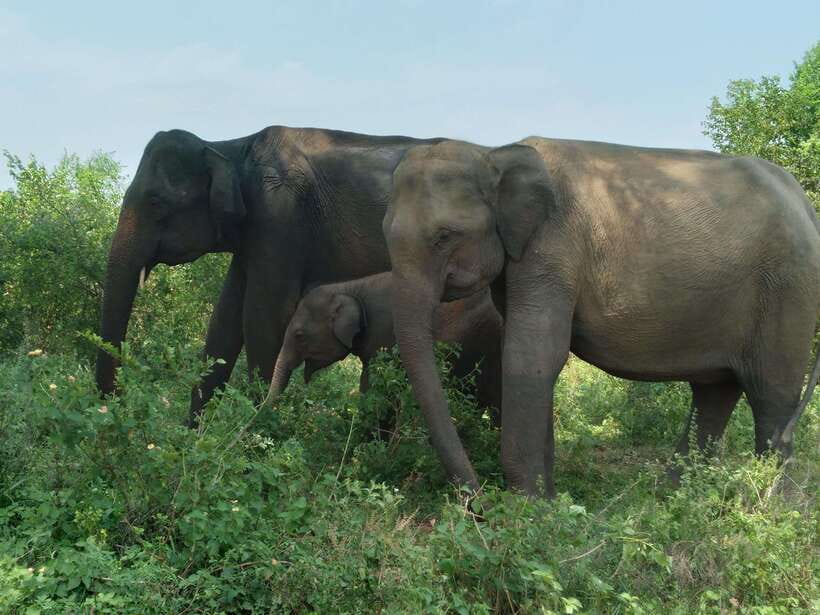 Udawalawe National Park: 4-Hour Safari Tour - Starting with pickup in Udawalawe