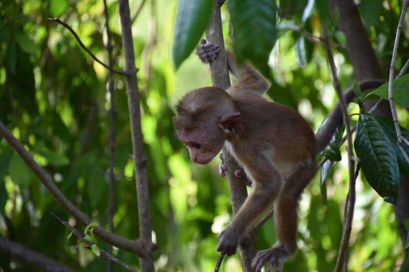 Udawalawe National Park: 4-Hour Safari Tour - The first part of the park drive