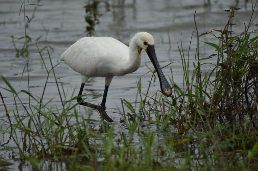 Udawalawe National Park: 4-Hour Safari Tour - Elephants, birds, and the animals you might find