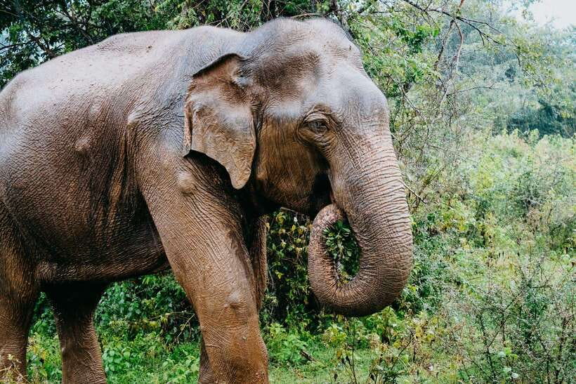 Udawalawe National Park: 4-Hour Safari Tour - Why the experience can vary so much