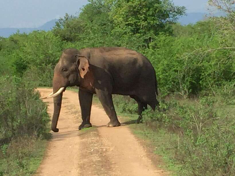 Udawalawe National Park: 4-Hour Safari Tour - The guides are a major part of the value