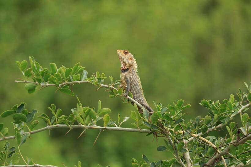 Udawalawe National Park: 4-Hour Safari Tour - Is $29 a good price?
