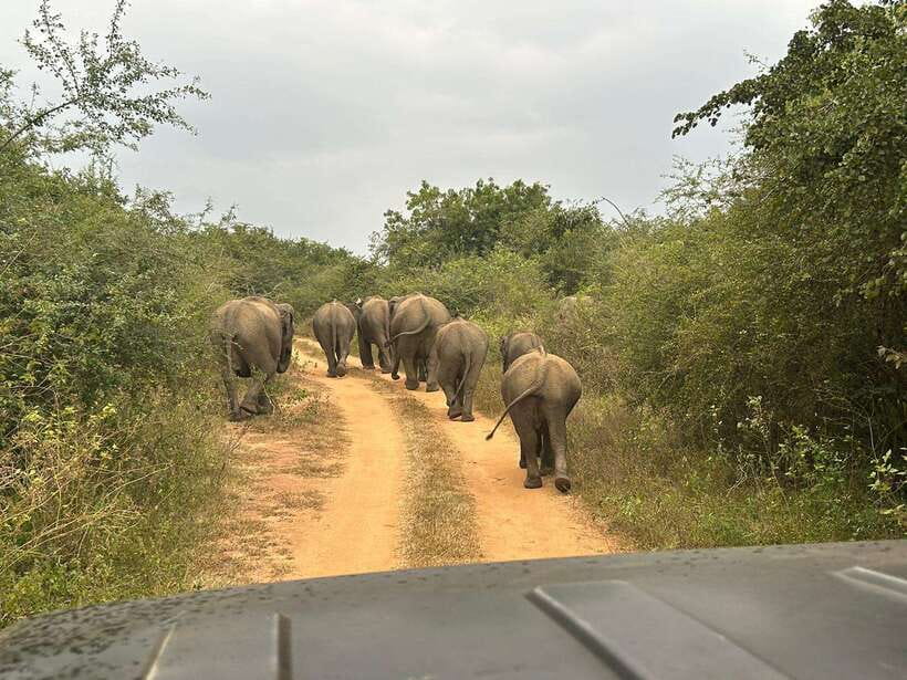 Udawalawe National Park: 4-Hour Safari Tour - Practical advice for a more comfortable drive
